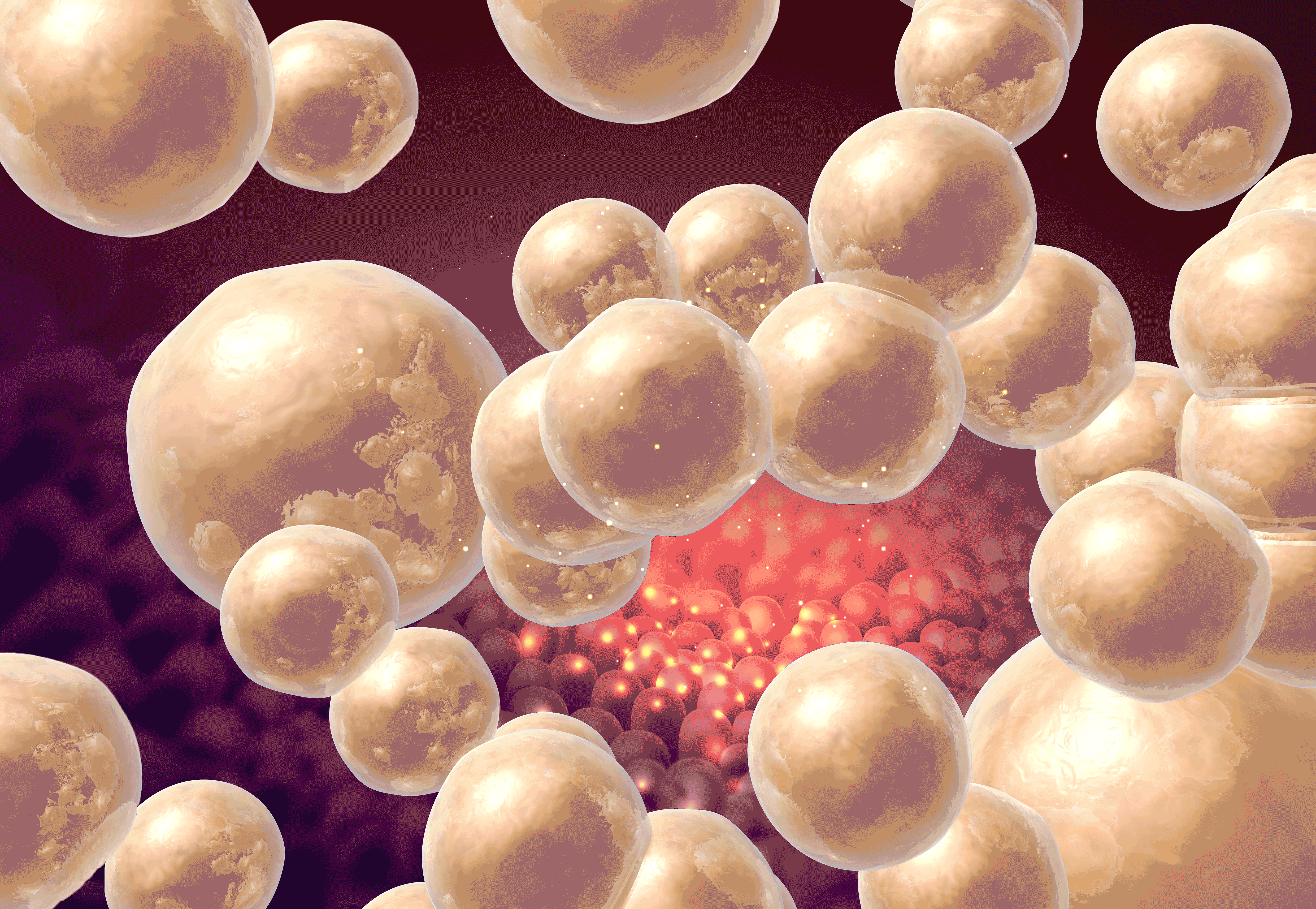 신비감프리미엄골드