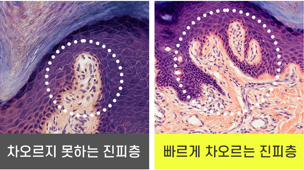 스템앤셀